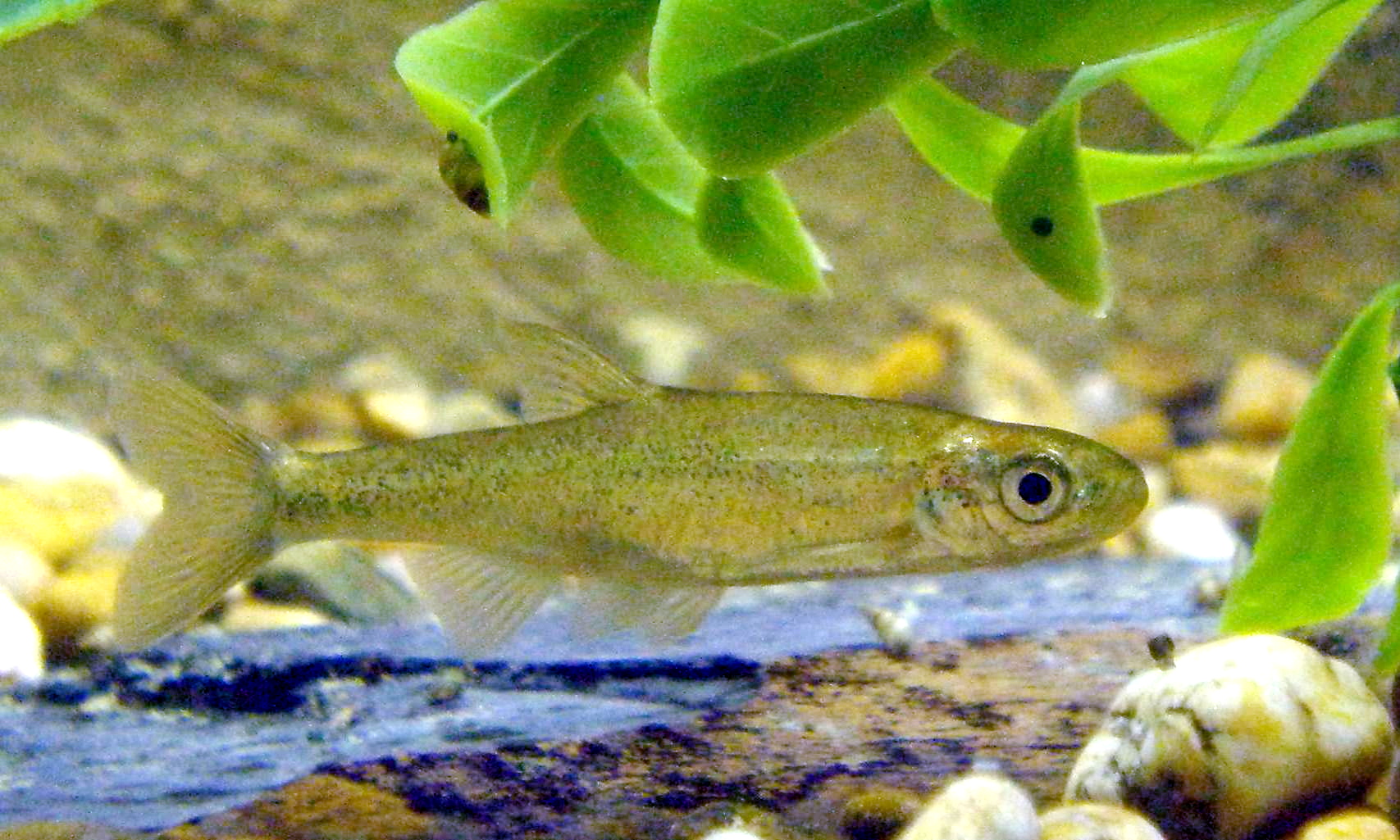 Plano de barragem no Algarve em consulta pública até 12 de outubro