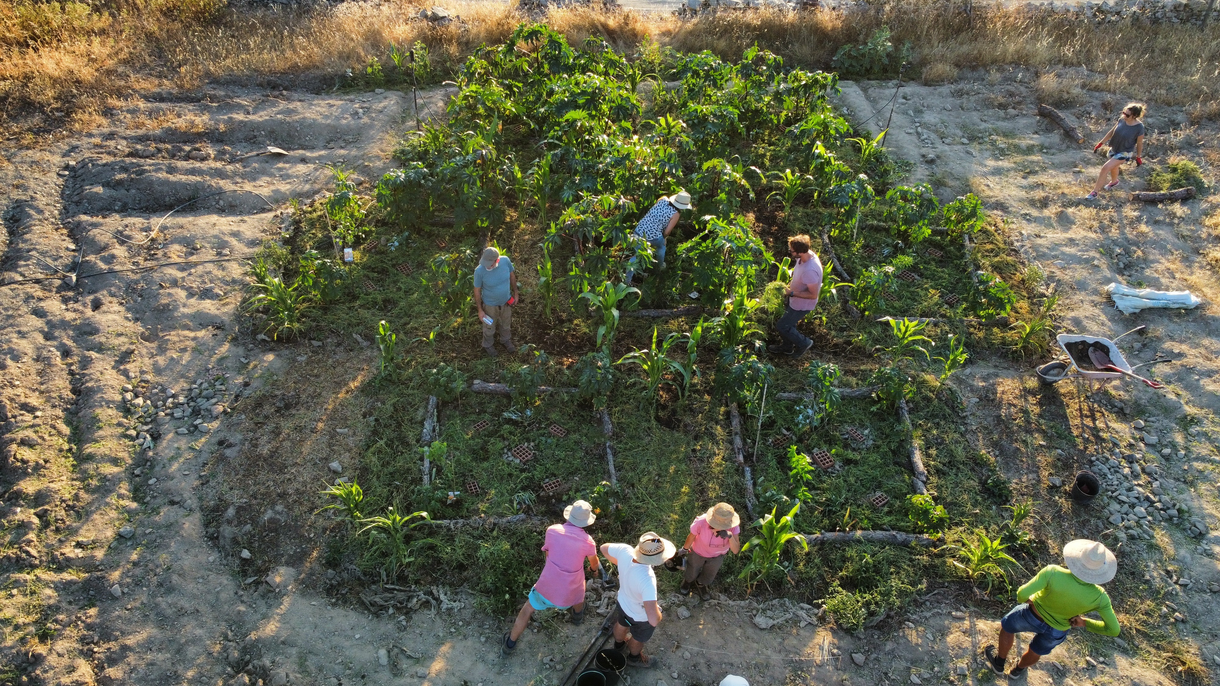 Biggest Mini Forest turns 3x3 metre plots into food forests