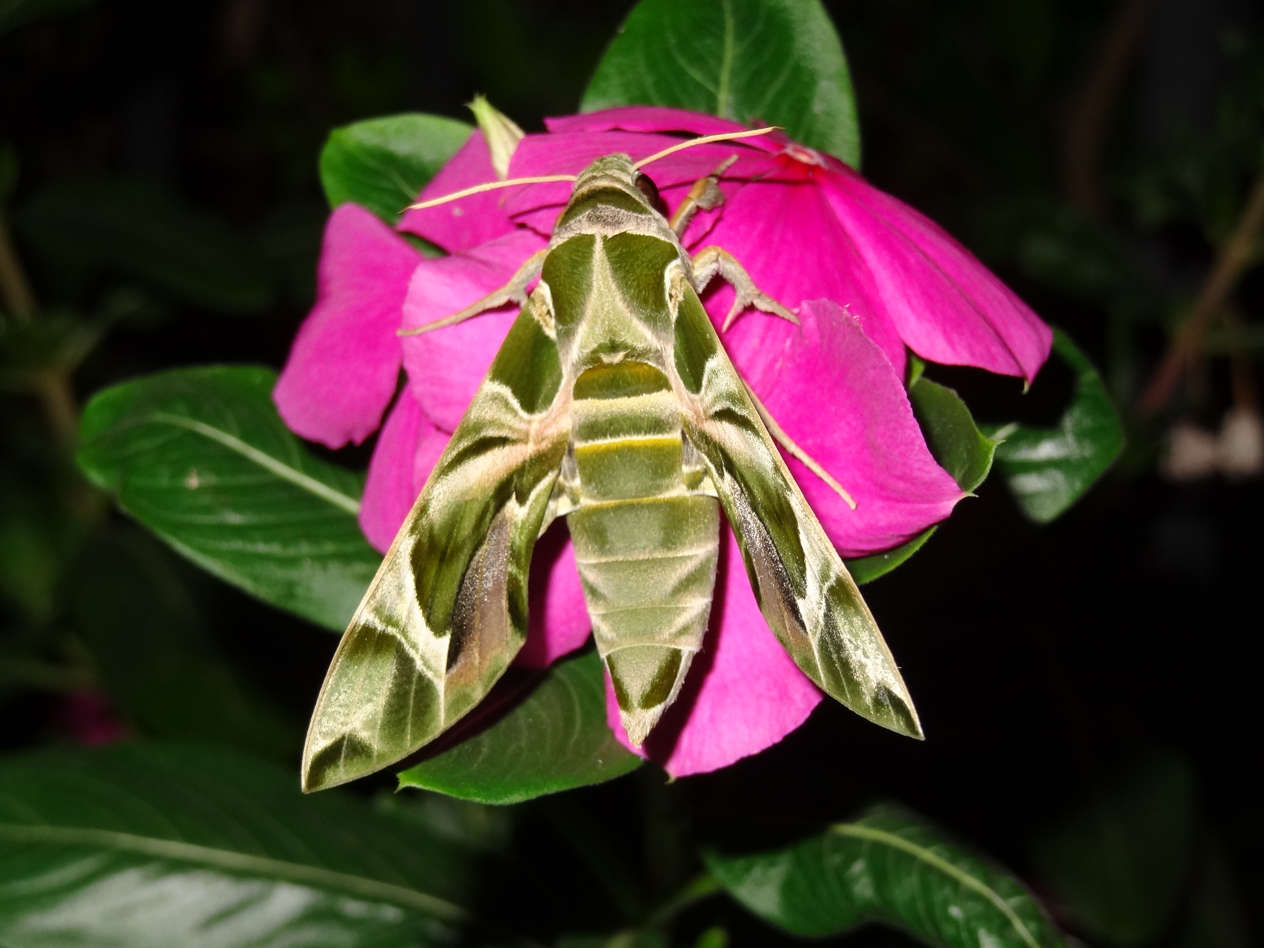 Portugal after dark: the hidden world of moths