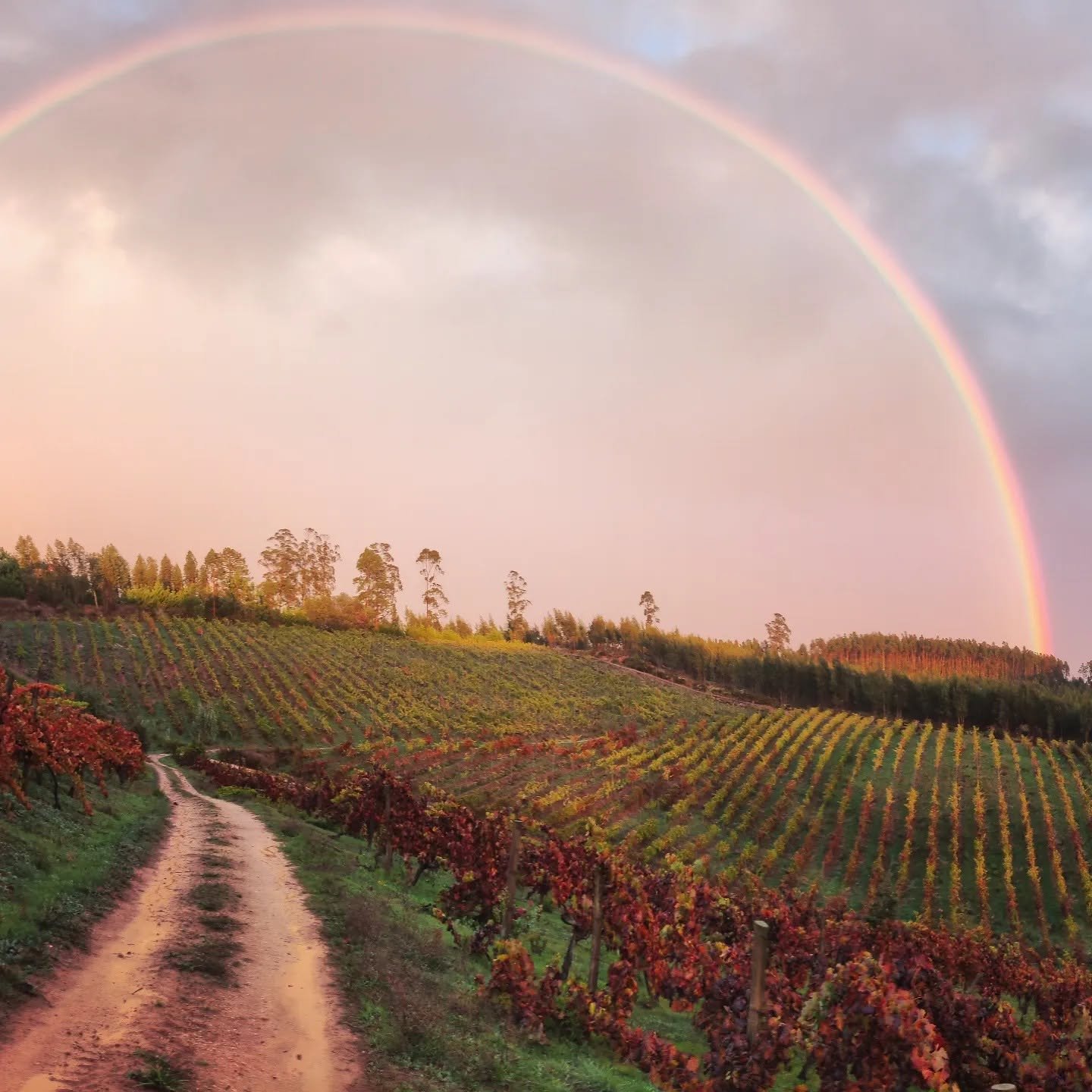 Humus Wines