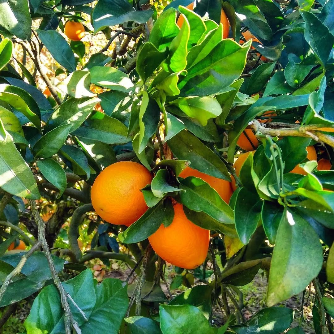 Quinta dos Medronheiros