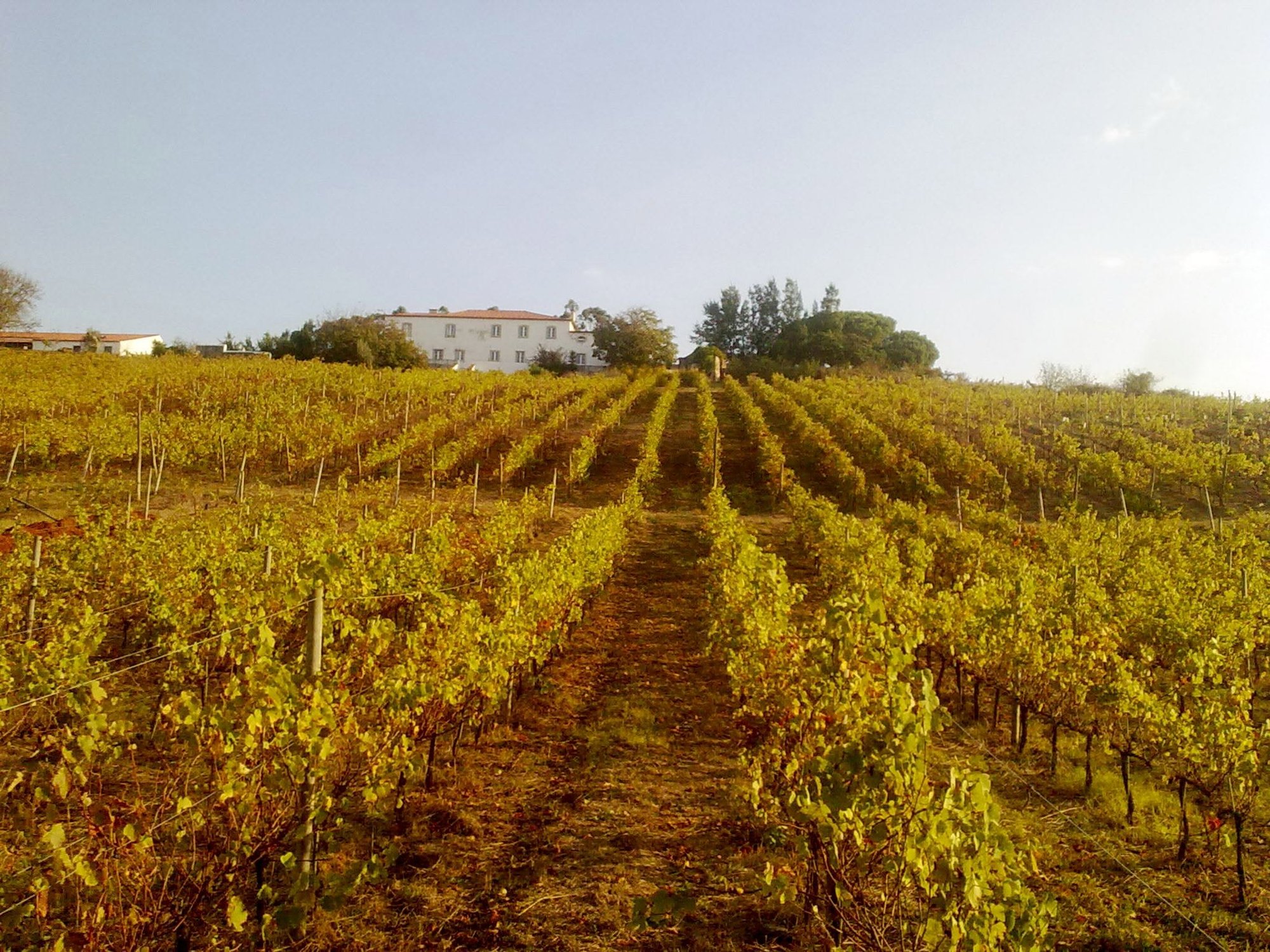 Humus Wines
