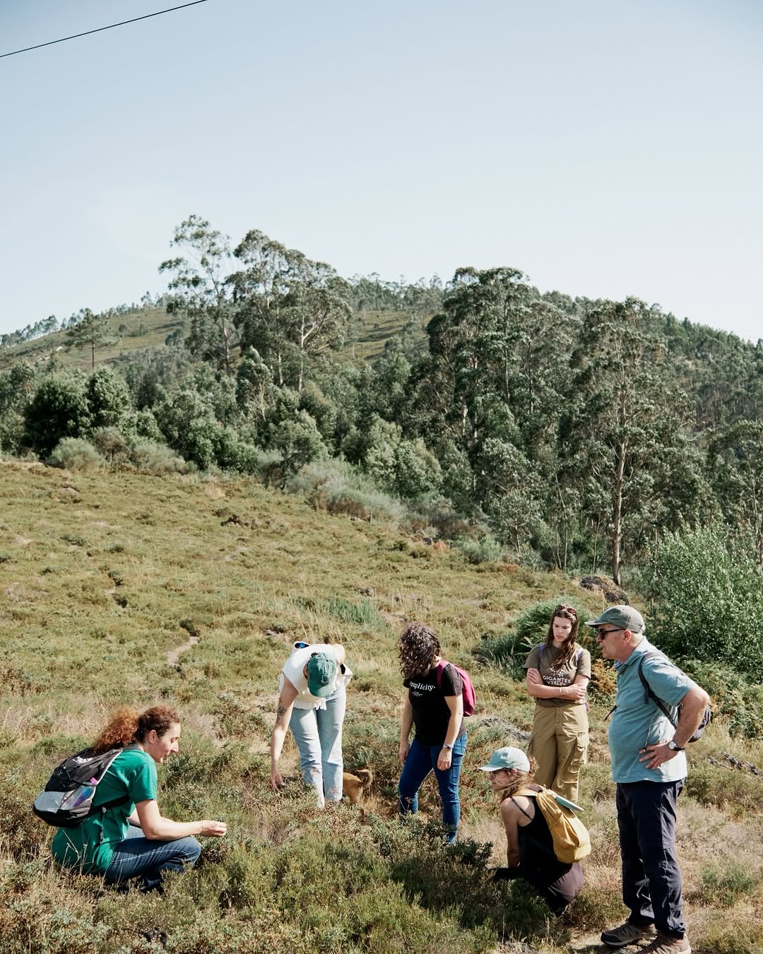 Walk of the Green Giants of Valongo