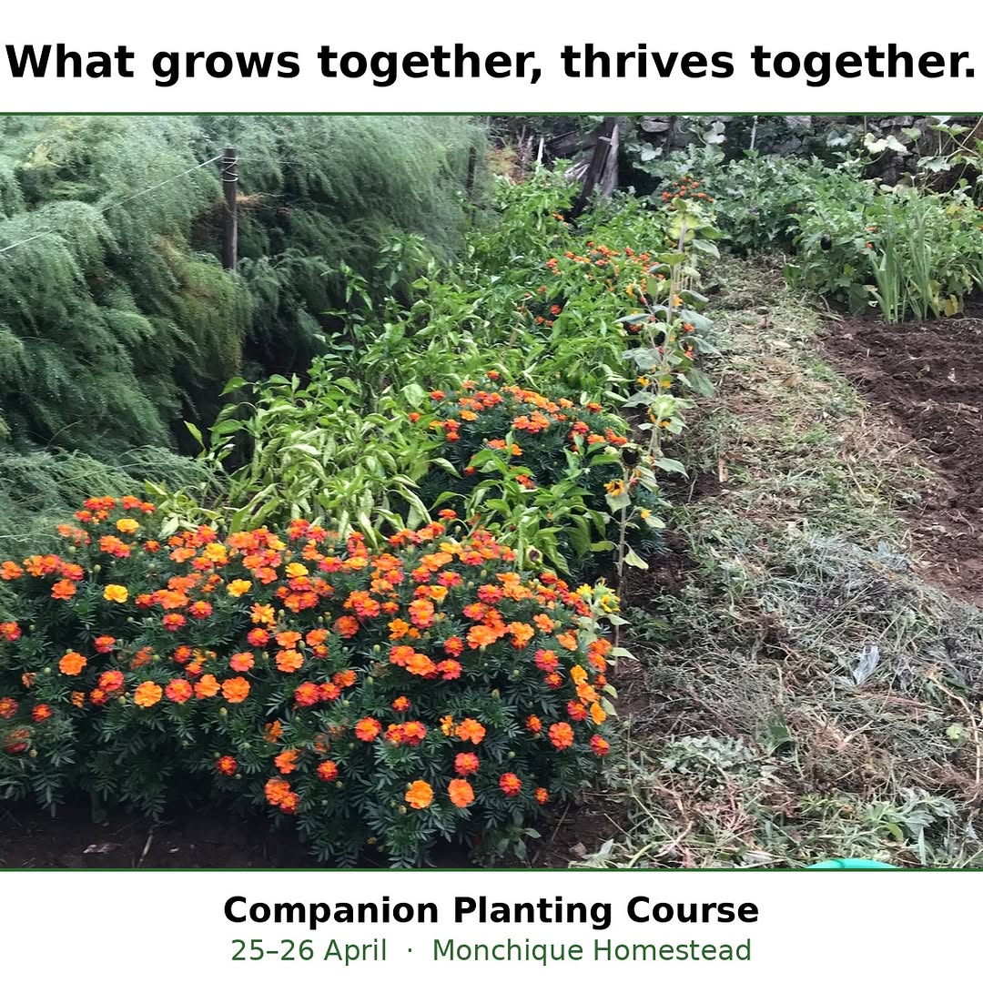 Companion Planting Course