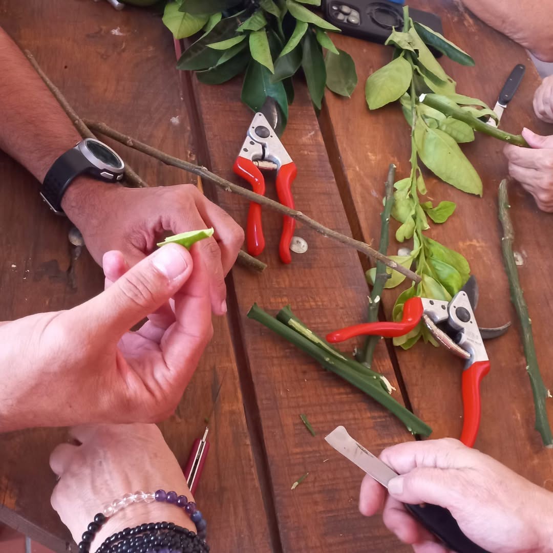 Citrus Pruning and Grafting Workshop