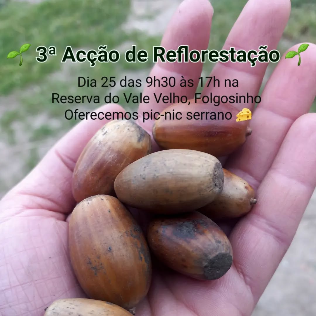 Reforestation action sowing Pyrenean oak acorns