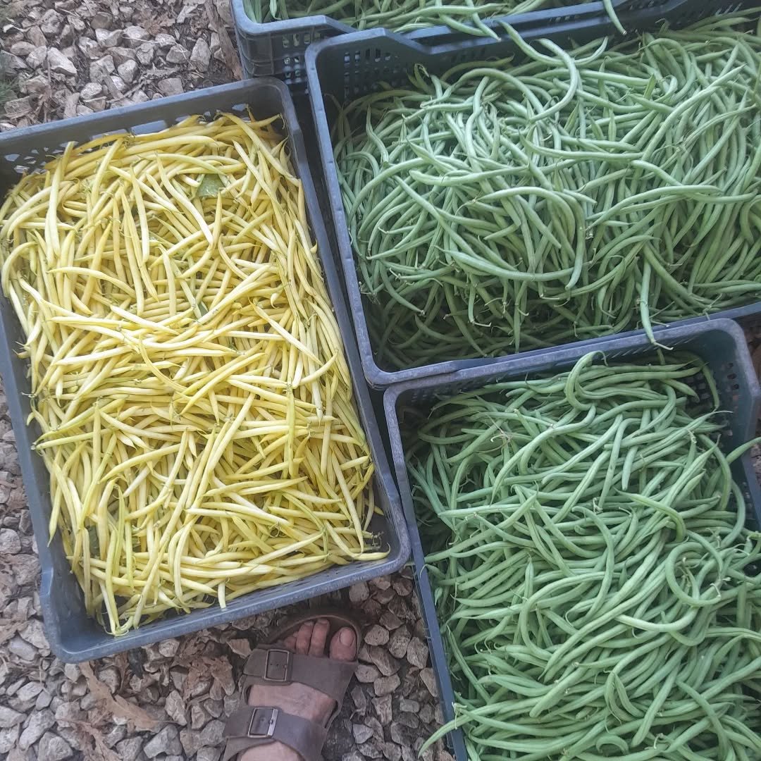 Horta do Pé Descalço